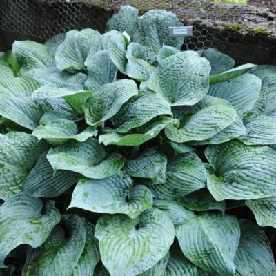 Hosta 'Blue Hawaii' Hosta 'Blue Hawaii'